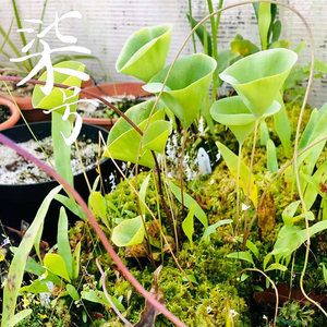 荷叶狸藻 柒号花艺馆 食虫植物稀有植物