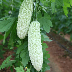 长白苦瓜种子苗 凉瓜白玉苦瓜种籽 春季庭院盆栽农家瓜果蔬菜苗