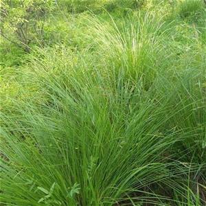 乌拉草干草dc手h工艺制作编织品填充材料宠物窝j鸟窝装饰优质保暖