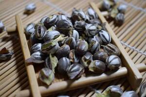 东北刺蛾洋辣子罐蛋杨拉罐波刺毛鸟食冰钓鱼饵包邮洋拉子1斤包邮