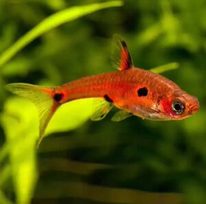 圆点小丑火焰小丑一线小丑梦幻小丑灯鱼混养观赏热带鱼新手群游鱼