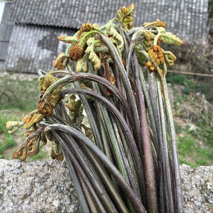 蕨菜新鲜野生撅菜苔生鲜蔬菜山野菜厥菜5斤炒菜食用湖南江西特产