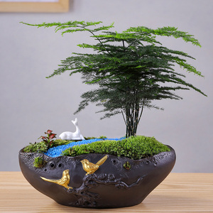 文竹盆栽长青植物好养室内办公净化空气四季常青造型盆景观赏花卉