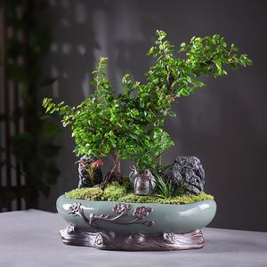 造型雀梅盆栽植物室内花卉办公室桌面绿植好养四季常青景观小盆景