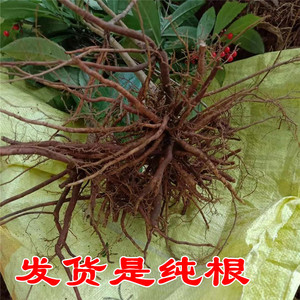 野生中药材朱砂根大小罗伞 铁凉伞散血丹 万两金大凉伞纯根500g