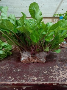 四川红菜苔苗新鲜蔬菜苗阳台盆栽绿色多种绿叶菜紫油菜带根带泥