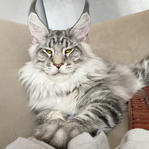 缅因猫幼猫纯种俄罗斯巨型高赛级霸气烟灰银虎斑猫咪长毛宠物活体