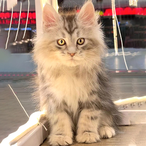 缅因猫纯种幼猫长毛cfa赛级血统贵族霸气银虎斑黑棕巨型宠物活体