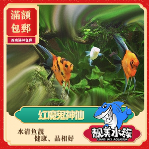 红魔鬼神仙鱼美系德系燕鱼蓝魔鬼埃及神仙鱼