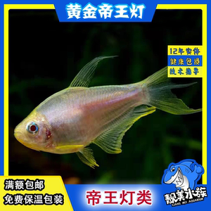 黄金帝王灯国王蓝黑帝王群游鱼宝莲灯红绿灯好饲养发生小型灯科鱼