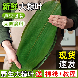 粽子叶新鲜大粽叶免邮商用批发包粽子的叶子宽箬棕叶干粽叶端午节