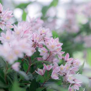 冰生溲疏雪樱花粉花草莓田带花苞盆栽花苗耐寒耐晒阳台花园灌木植