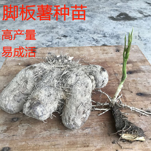 脚板薯种苗 脚板薯种子白心板薯毛薯非淮山药山药种五株苗子一份