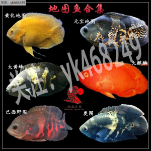 黑白地图血麒麟奥利诺克野图巴西野图大黄蜂龙鱼配鱼大型热带观赏