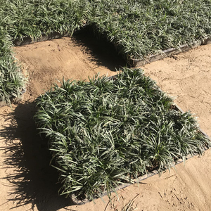 正宗日本矮生麦冬草皮耐寒庭院园林绿化草坪植物玉龙草苗四季常青