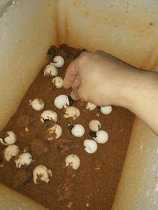 鳄龟受精蛋