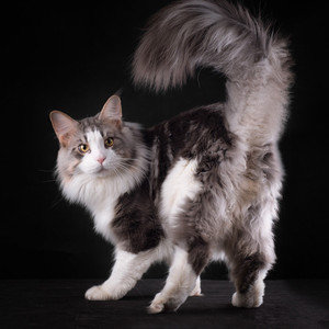 实体可上门 缅因猫活体 纯种西伯利亚猫挪威森林猫赛级宠物猫幼猫