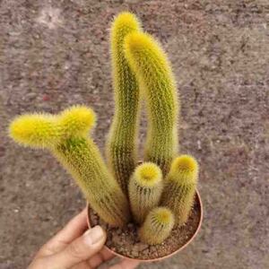 多肉植物黄金条盆栽花苗仙人棒仙人球黄金纽肉肉绿植花卉办公室内