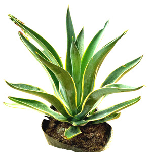 金边龙舌兰花苗盆栽水培多肉植物室外虎皮兰内阳台办公室绿植花卉