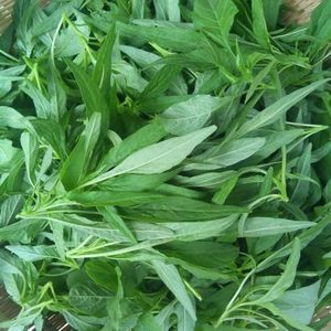 买二送一柳叶红苋菜种子绿苋菜汗菜青菜四季易种耐热蔬菜种子盆栽