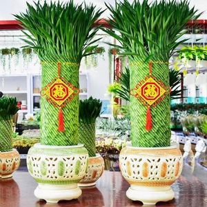 编织招财竹富贵竹水培花卉水养发财竹客厅办公室带根盆栽大型绿植
