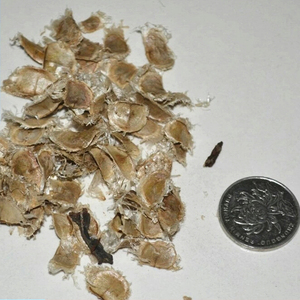 黄花风铃木种子