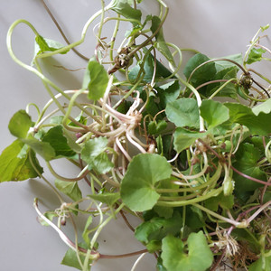 云南野菜新鲜马蹄菜2斤马蹄草灯盏草diy景颇味傣味舂菜凉拌菜食用