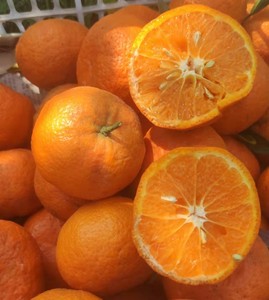 云南沃柑澳柑橘子新鲜现摘3斤5斤水汪汪大桔子云南蜜桔柑橘