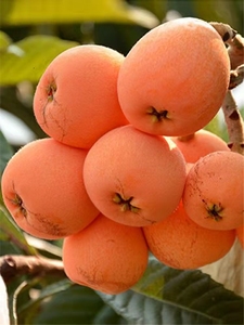 新鲜枇杷现摘现发5斤净重中果攀枝花米易枇杷当季时令水果包邮价