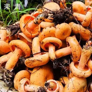 新鲜野生菌枞树菇三九菇乌枞菌大别山毛草菇现采松树菇子蘑菇菌菇