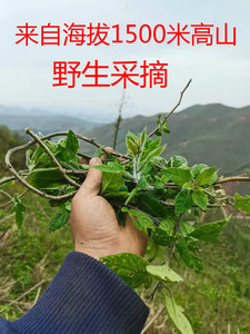 野生白英 新鲜毛风藤中药材毛秀才白毛藤排风藤葫芦草蜀羊泉包邮