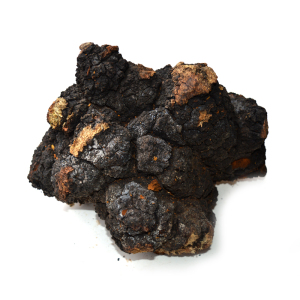 苍山灵芝堂云南野生桦褐孔菌白桦茸桦褐灵芝桦树茸500g包邮