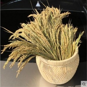 天然麦穗干花花束稻子小麦穗小稻谷拍照道具拍摄背景五谷杂粮装饰