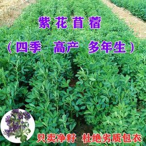 紫花苜蓿草种籽喂猪牛羊兔鸡鸭鹅多年生四季高产牧草种子鱼草种籽