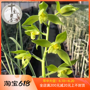 【十里兰香】蕙兰 金奥素 兰花盆栽金岙素浓香素心名贵老种兰花苗