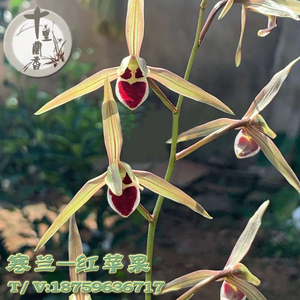 【十里兰香】大叶寒兰 红苹果 兰花盆栽红素 丸姬 名贵老种兰花苗