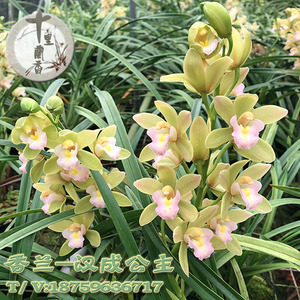 【十里兰香】香兰十八格格汉城公主大花浓香墨兰紫元素兰花年宵花