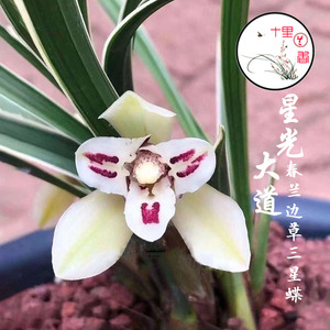 【十里兰香】春兰星光大道 大雪岭瓷白边艺中透白花三星蝶兰花