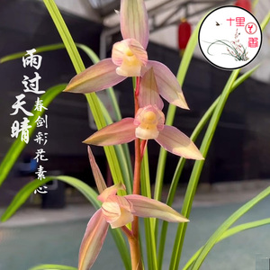 【十里兰香】春剑 雅女兰花彩素 雨过天晴红花素心名贵老种兰花苗
