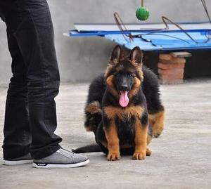 锤系德牧幼犬纯种