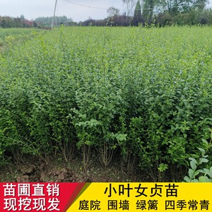 小叶女贞树苗庭院绿篱植物抗寒不落叶四季常青青叶女贞绿化工程苗