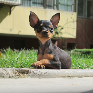 【小狗狗幼犬母】小狗狗幼犬母品牌,价格 - 阿里巴巴