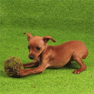 武汉纯种小鹿犬活体幼犬迷你笃宾犬宠物狗小型犬铁包金陪伴小狗