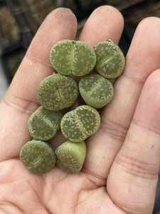 C54A绿流水日轮 2年 稀有生石花番杏多肉植物一物一拍 4.22图