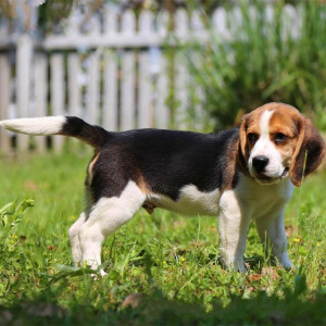 比格犬幼犬纯种大耳朵巴吉度犬活体幼崽狗狗猎兔犬米格鲁犬宠物狗