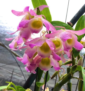 个体花色 红花黄喉石斛 红花彩喉 名贵品种