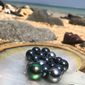 大溪地黑珍珠蚌
