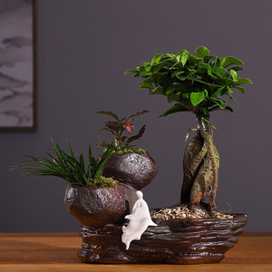 文竹盆景植物室内小榕树花盆创意个性微景观陶瓷盆栽盆器摆件