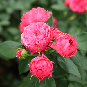 乔治一世国王 丰花月季耐热抗病阳台花园庭院盆栽植物花