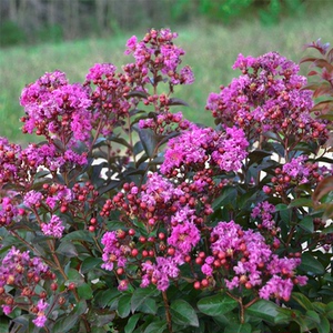 矮紫薇落叶花灌木虹越盆栽苗花园庭院绿化矮生型花卉植物耐寒耐旱